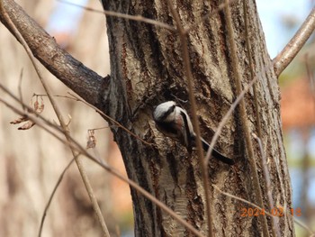 Long-tailed Tit Imperial Palace Sun, 2/18/2024