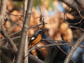 Daurian Redstart Imperial Palace Sun, 2/18/2024