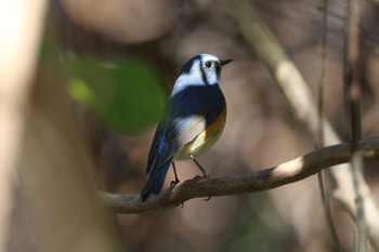 ルリビタキ 明石公園 2024年1月4日(木)