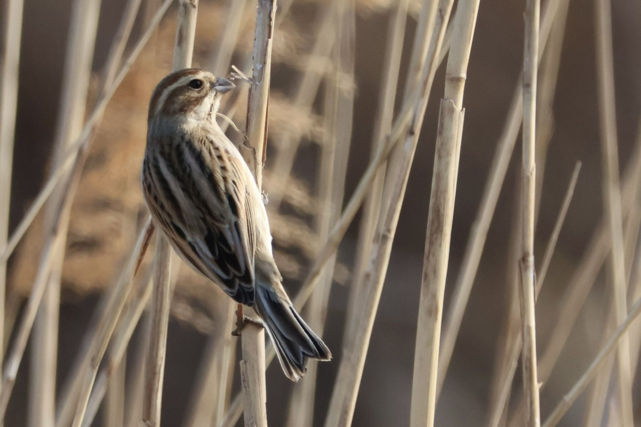 Common Reed Bunting