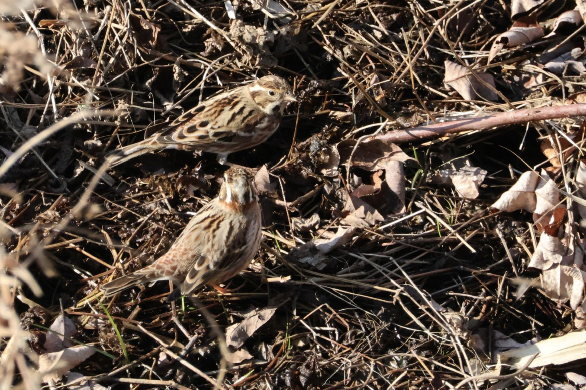 Rustic Bunting