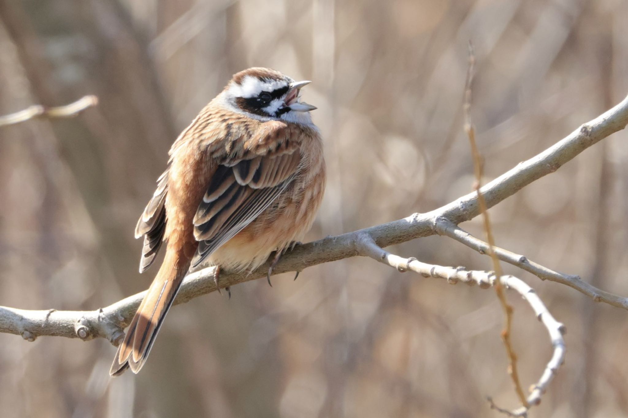 Meadow Bunting