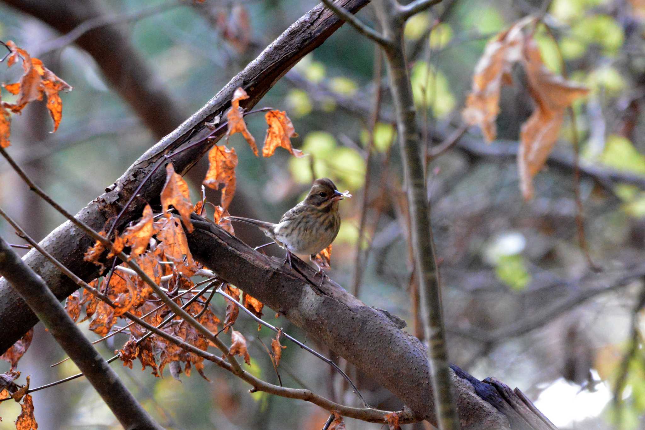 Masked Bunting