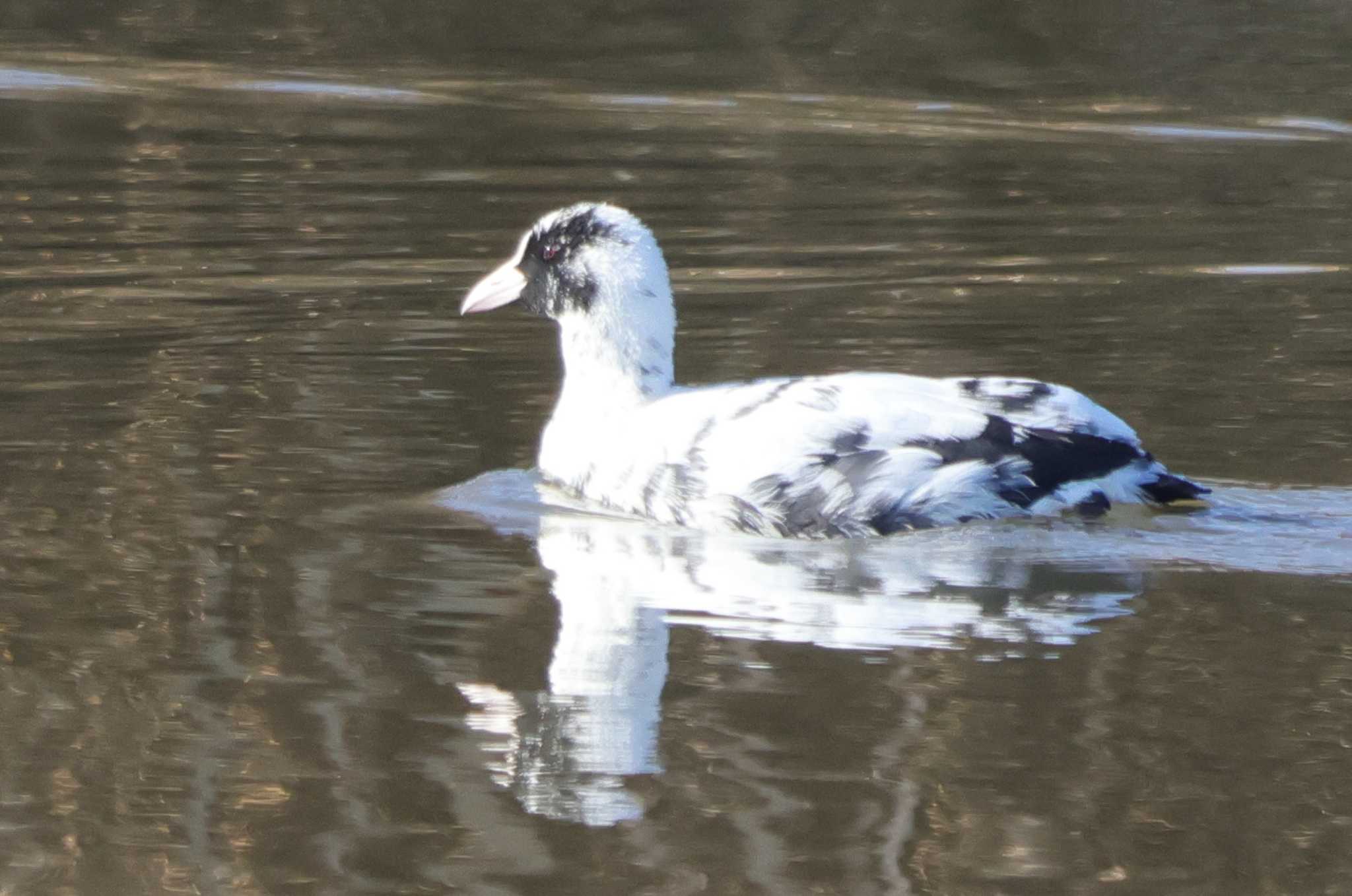 Eurasian Coot