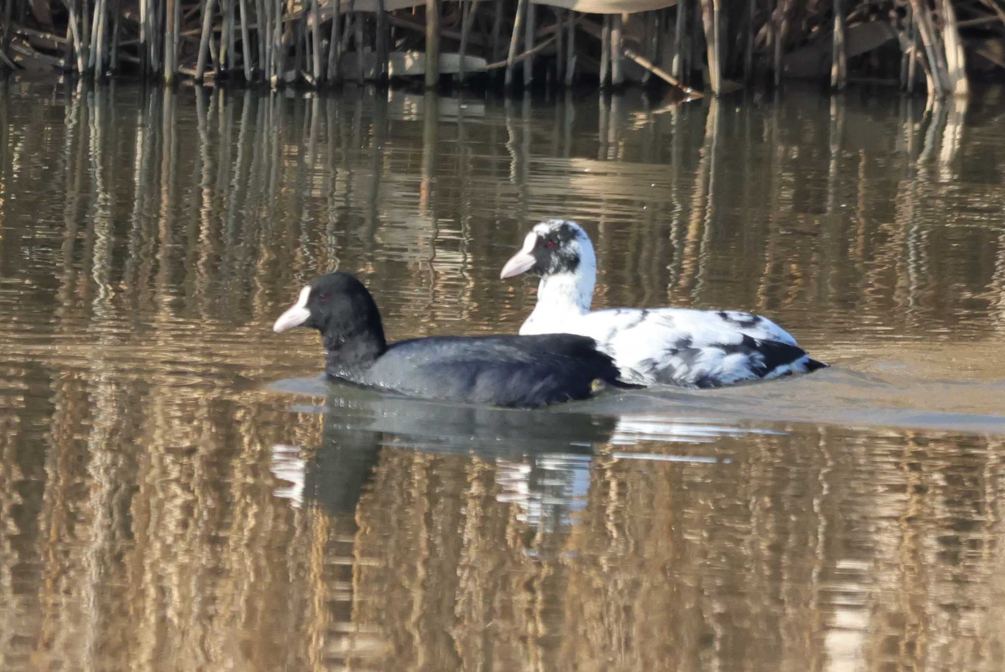 Eurasian Coot