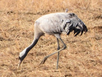 Common Crane Unknown Spots Fri, 1/19/2024