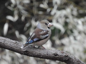 シメ 秋ヶ瀬公園 2024年2月17日(土)