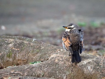 Dusky Thrush Yoyogi Park Thu, 2/8/2024