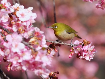 Warbling White-eye Yoyogi Park Fri, 2/16/2024