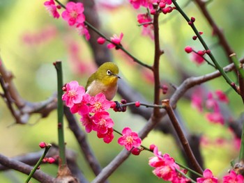 Warbling White-eye Yoyogi Park Sun, 2/18/2024