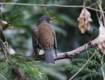 Pale Thrush Kodomo Shizen Park Sun, 2/18/2024