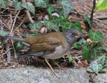 Pale Thrush Kodomo Shizen Park Sun, 2/18/2024