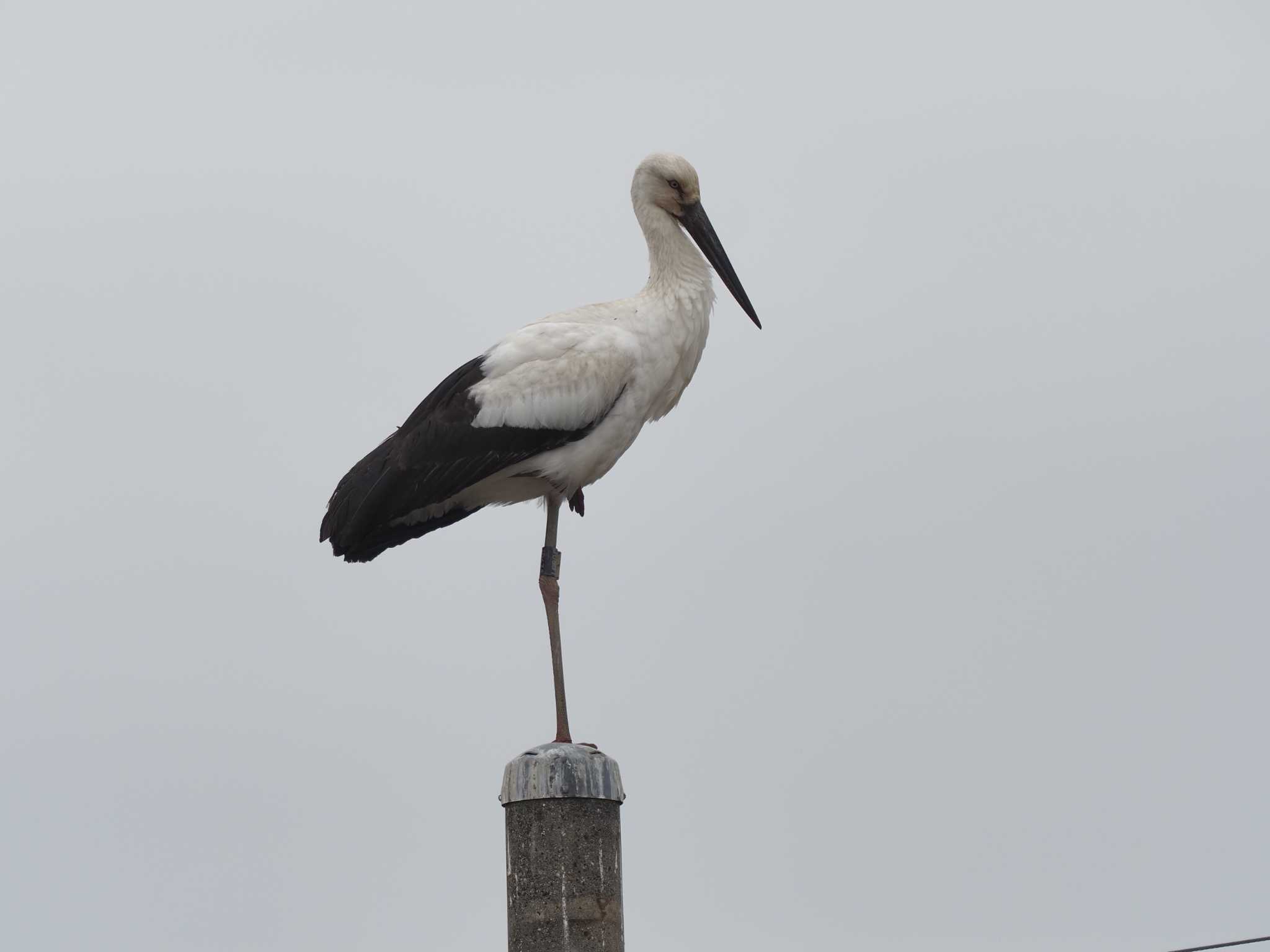 Oriental Stork