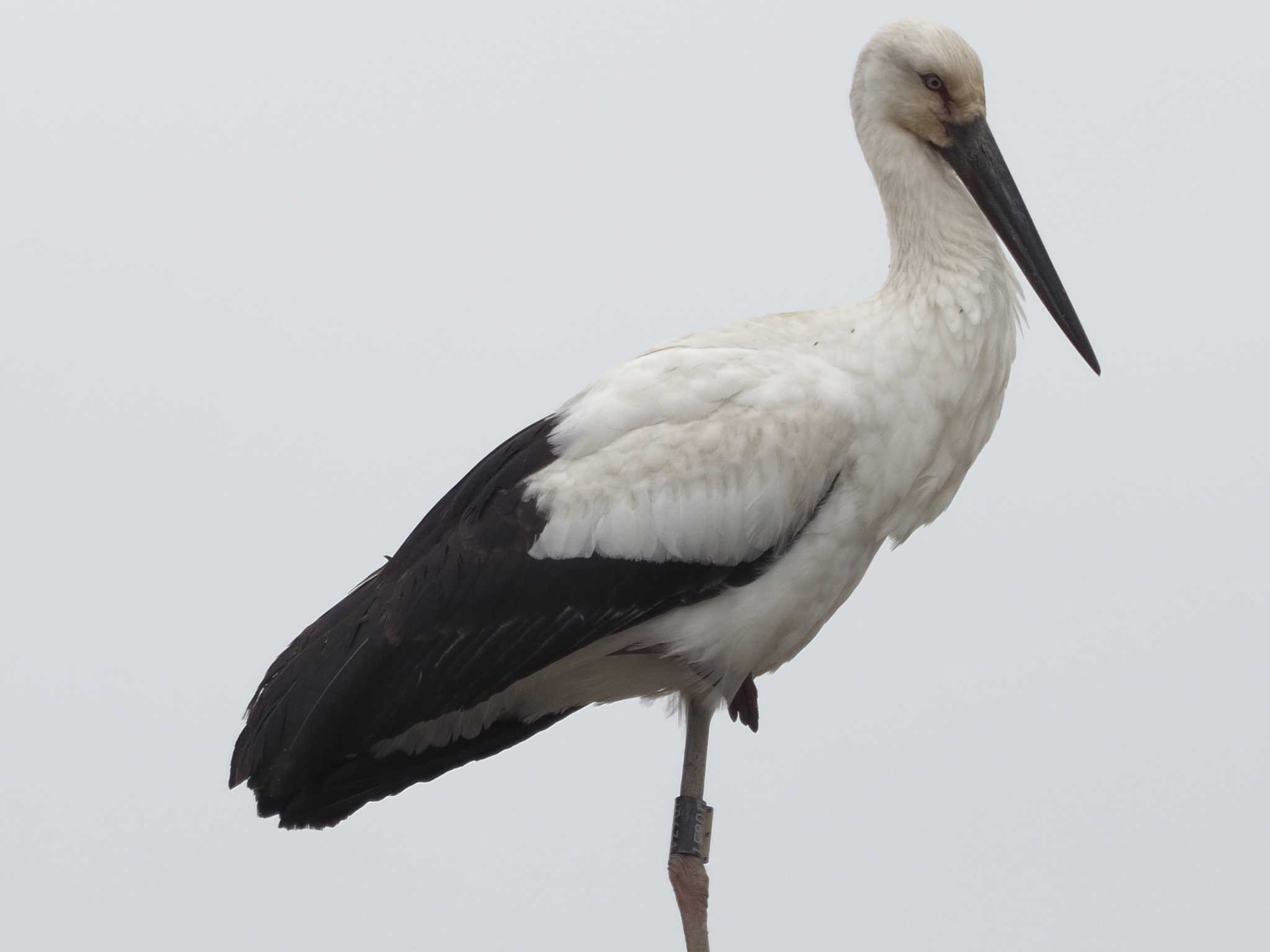 Oriental Stork