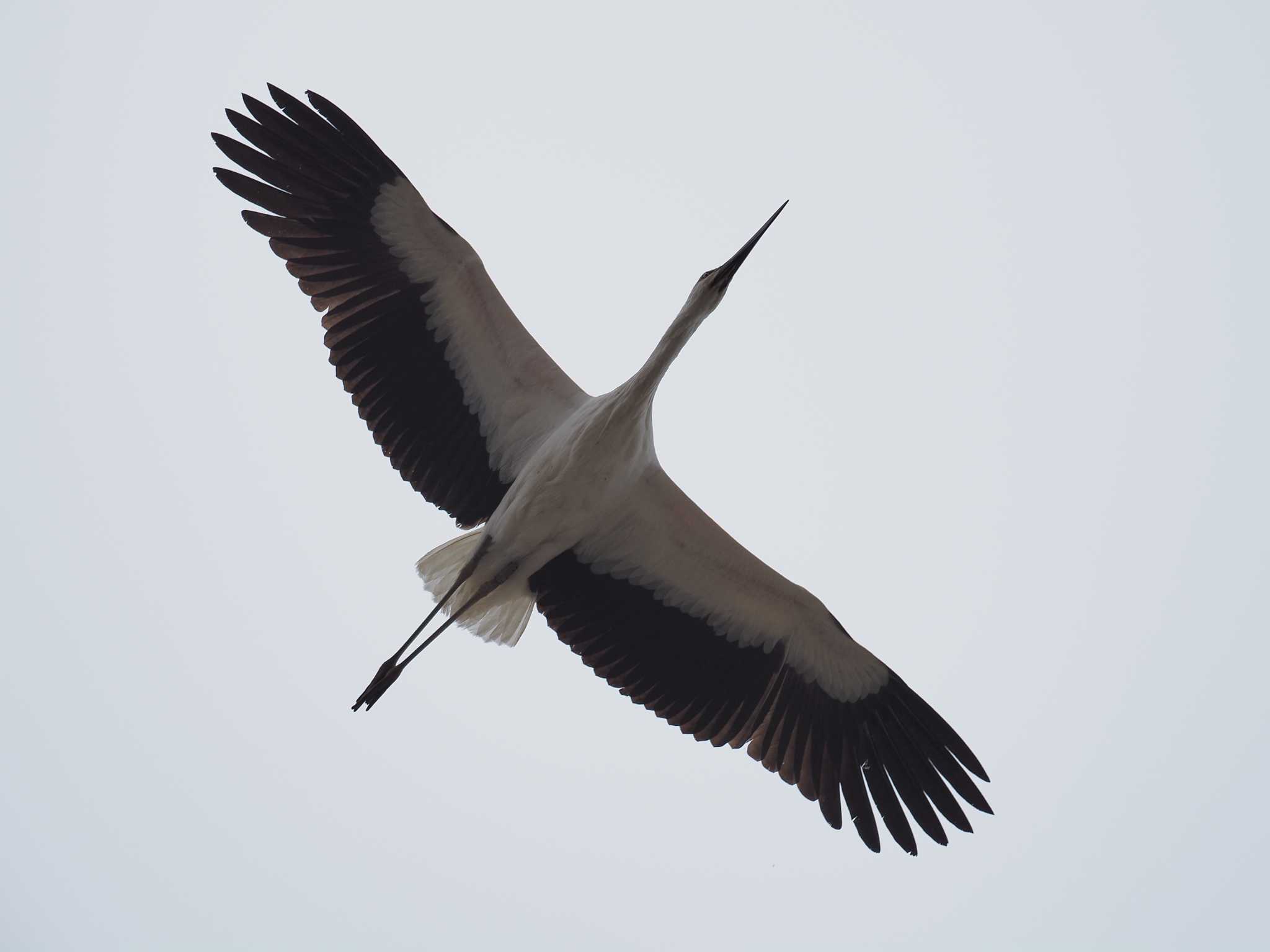 Oriental Stork