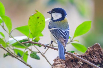 Japanese Tit Akashi Park Mon, 1/22/2024