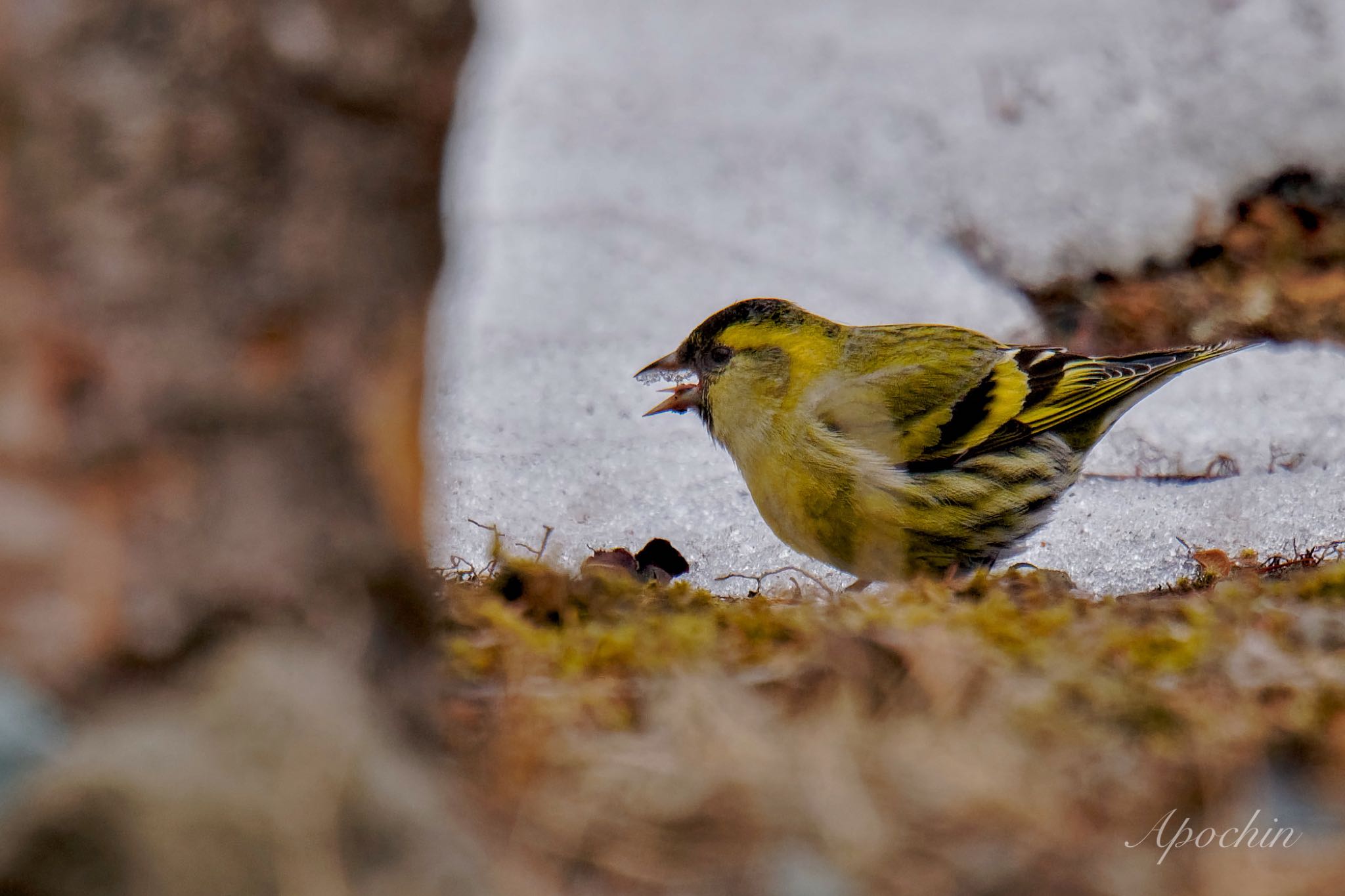 Photo of Eurasian Siskin at 創造の森(山梨県) by アポちん