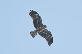 Black Kite 大沼公園(北海道七飯町) Wed, 2/14/2024