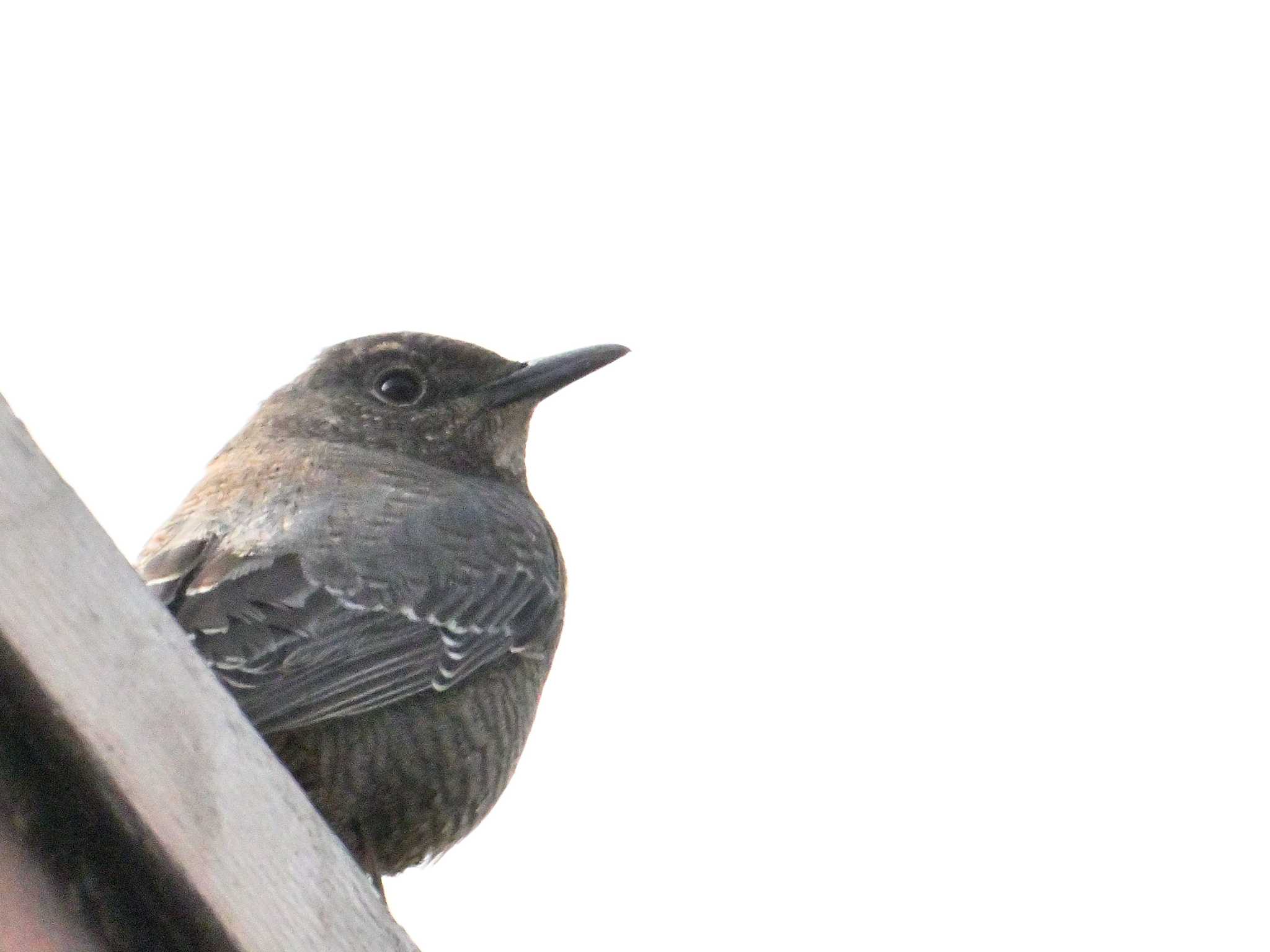 Blue Rock Thrush