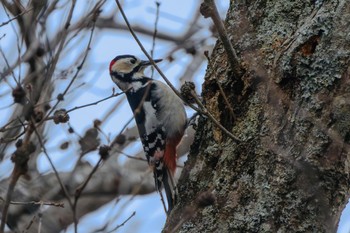Great Spotted Woodpecker 房総のむら Sat, 2/17/2024