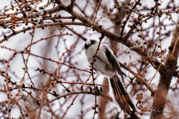 Long-tailed Tit 創造の森(山梨県) Sat, 2/17/2024