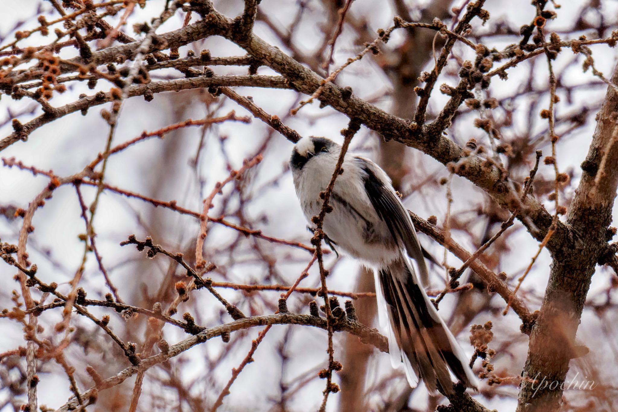 Long-tailed Tit