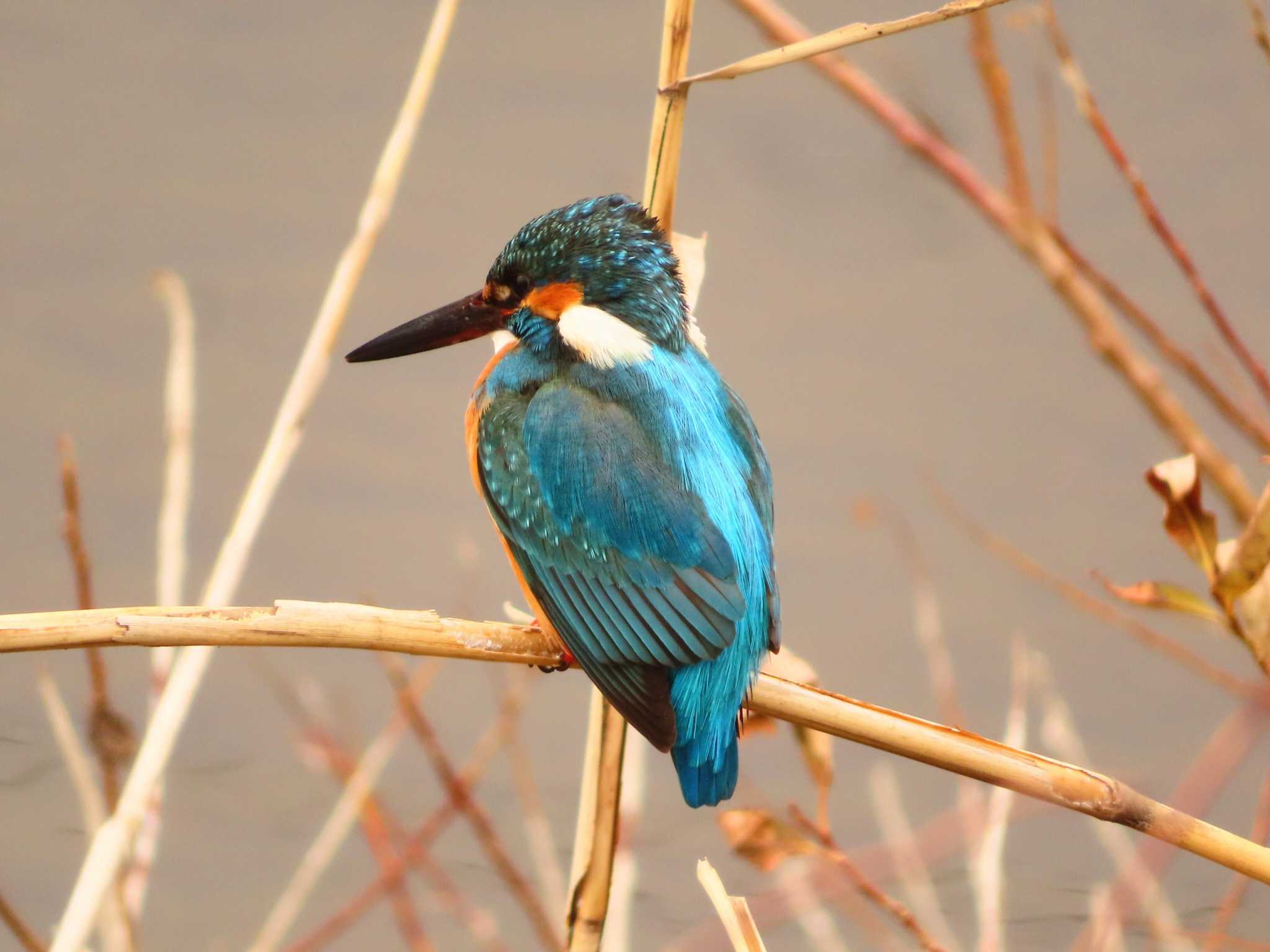 Photo of Common Kingfisher at 境川(境橋付近) by ゆ