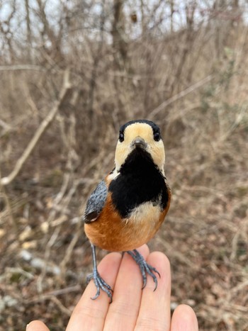 Varied Tit 丸火自然公園 Sun, 2/18/2024