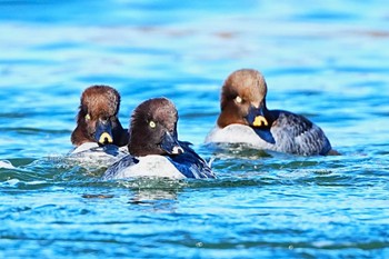 Common Goldeneye 埼玉県 Sun, 2/11/2024