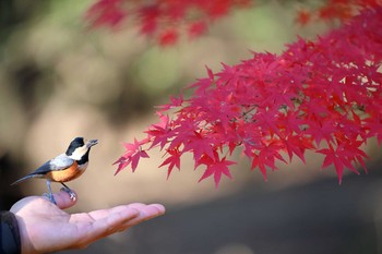 ヤマガラ 愛知県 2018年11月25日(日)