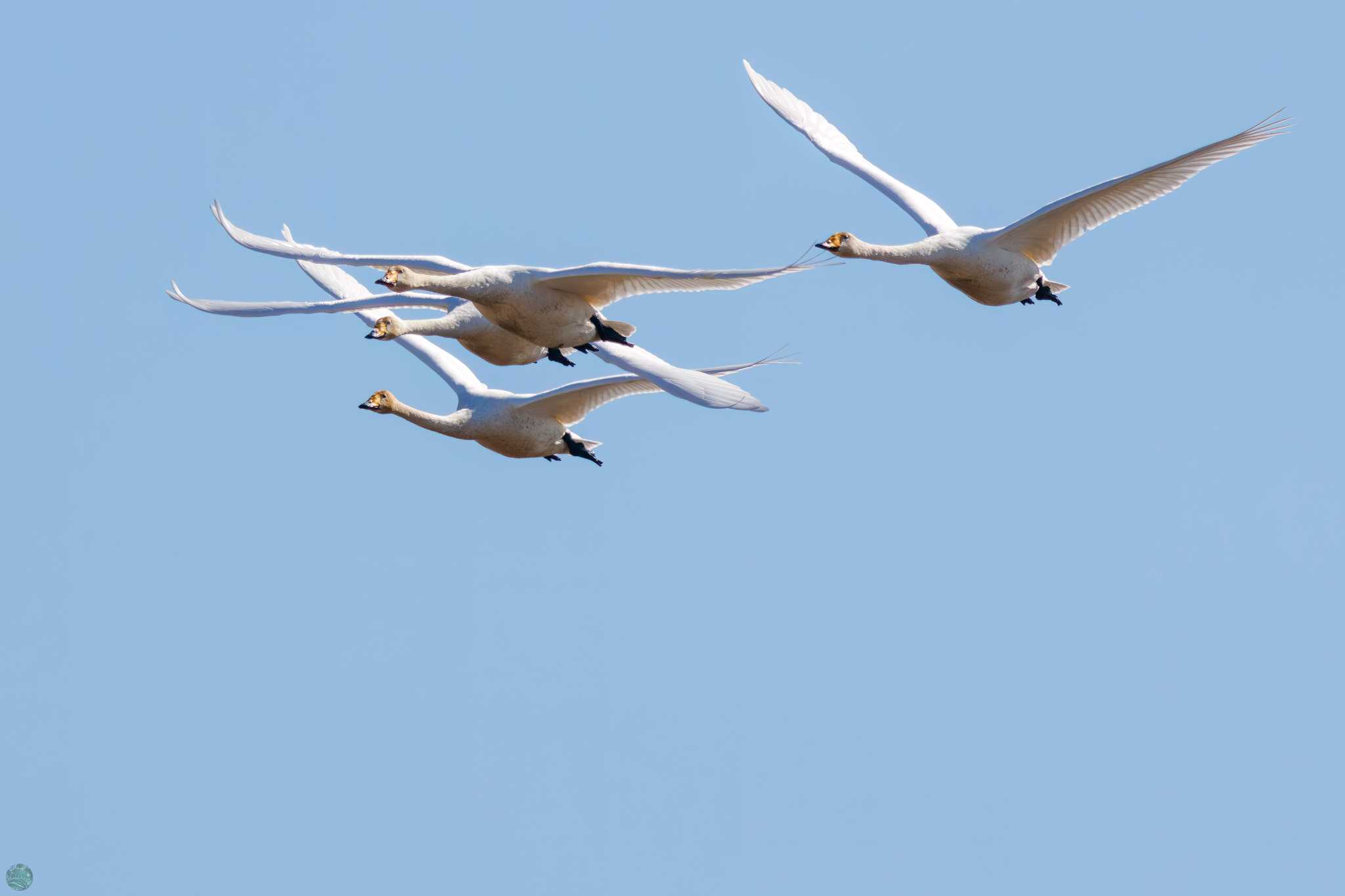 Photo of Whooper Swan at Watarase Yusuichi (Wetland) by d3_plus