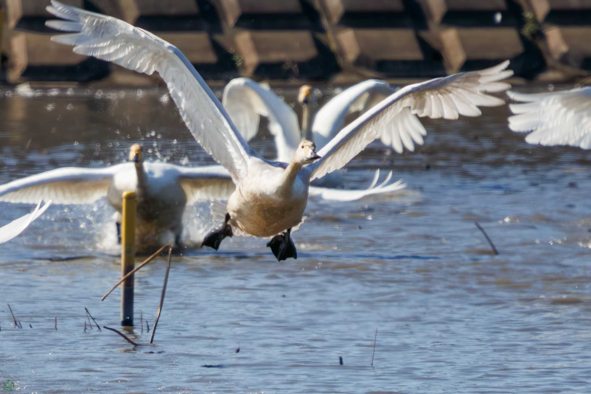 Whooper Swan