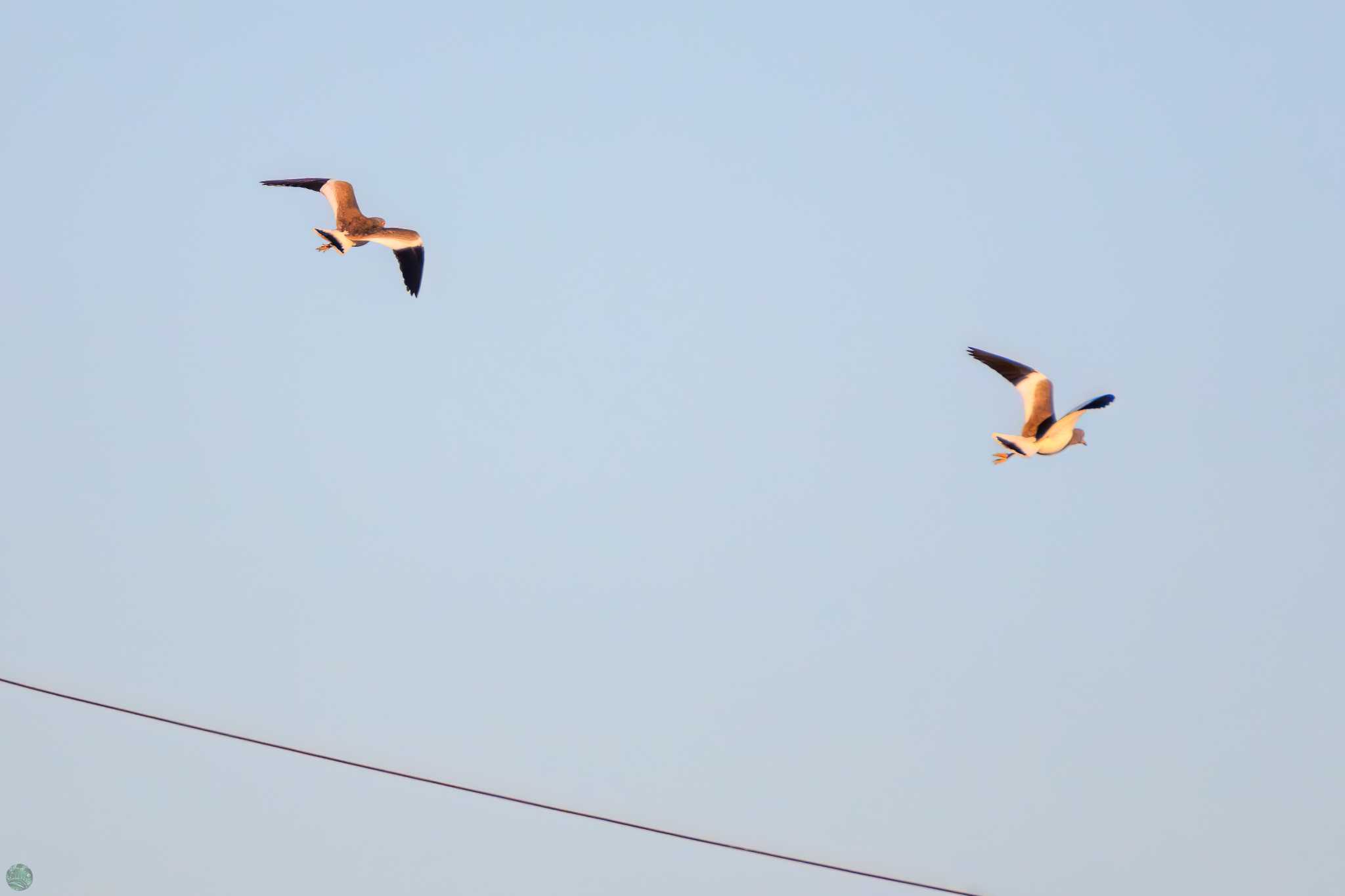 Grey-headed Lapwing