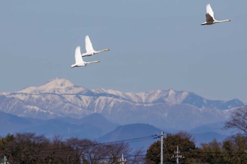 オオハクチョウ 渡良瀬遊水地 2024年2月3日(土)