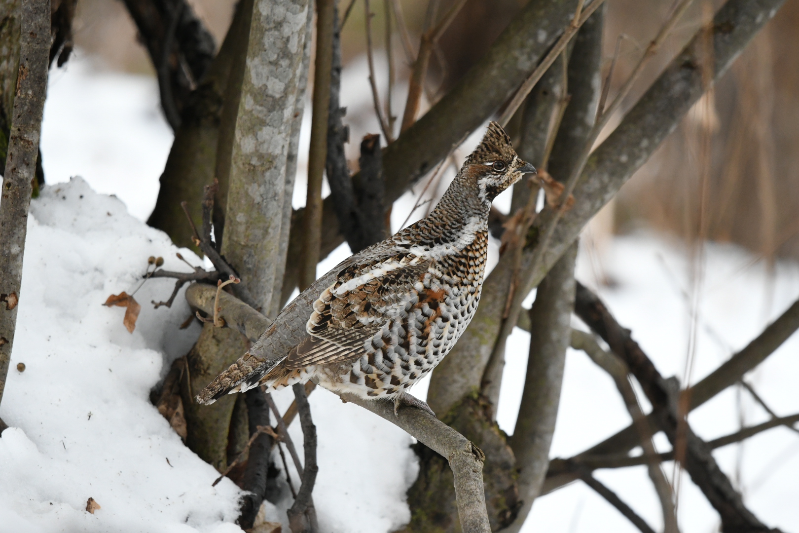 Photo of Hazel Grouse at 旭川市 by ぴよ子