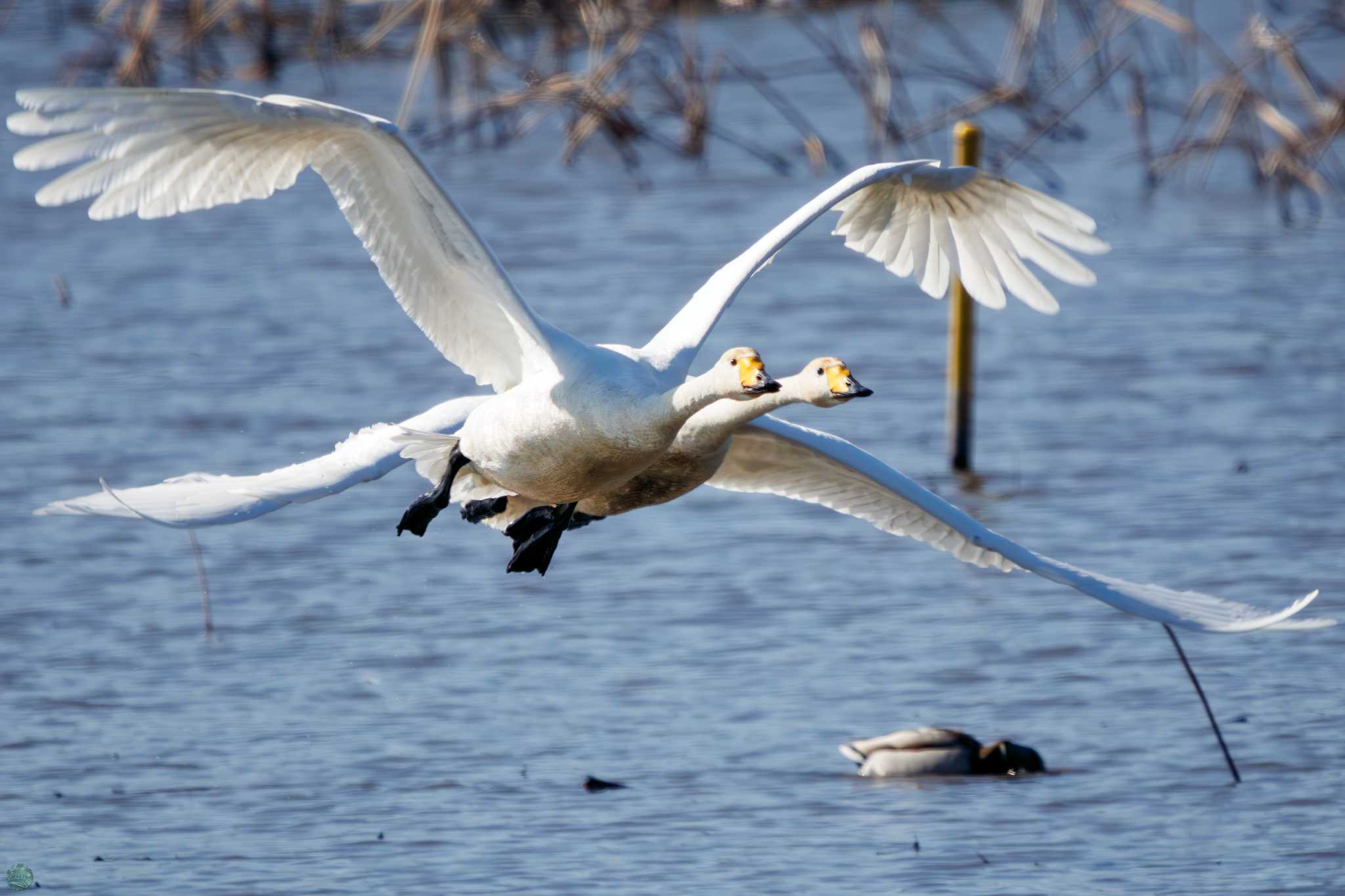 Whooper Swan