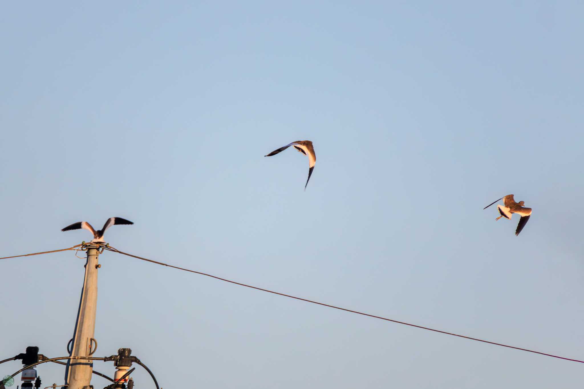 Grey-headed Lapwing