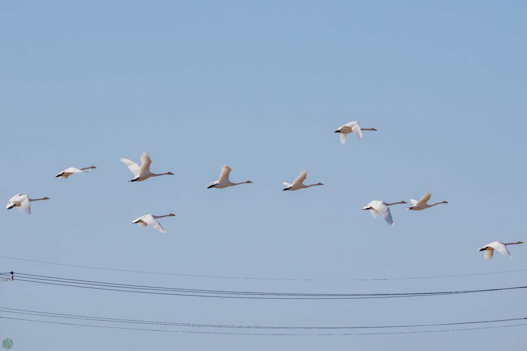 Photo of Whooper Swan at Watarase Yusuichi (Wetland) by d3_plus