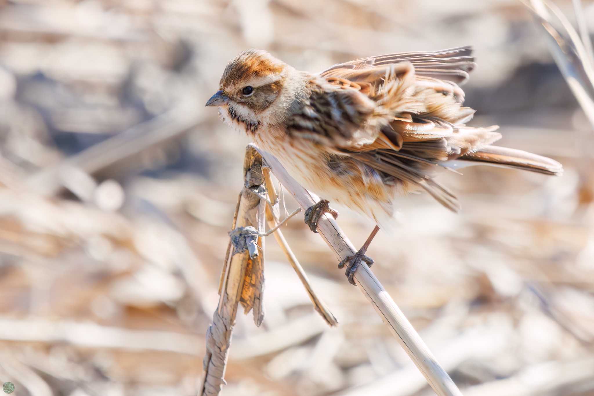 Common Reed Bunting