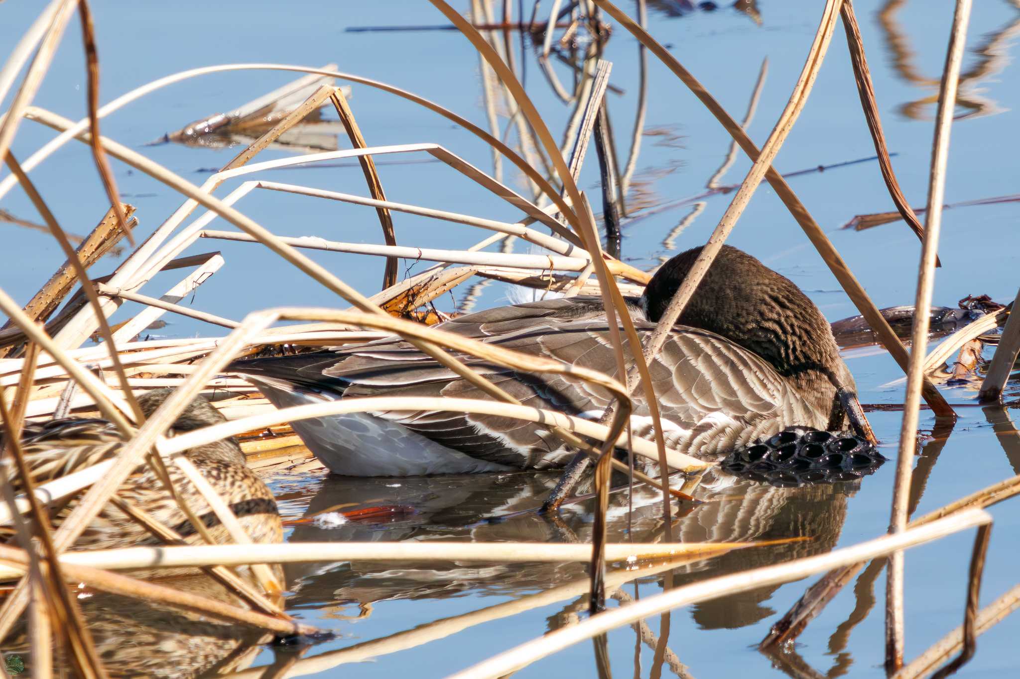 Greater White-fronted Goose