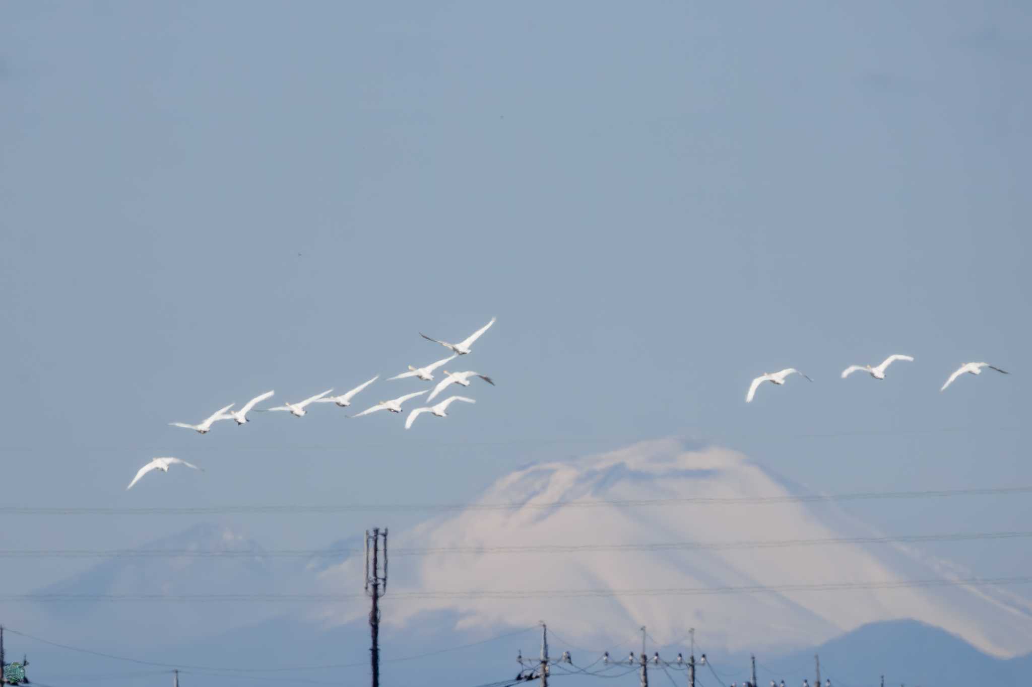 Whooper Swan