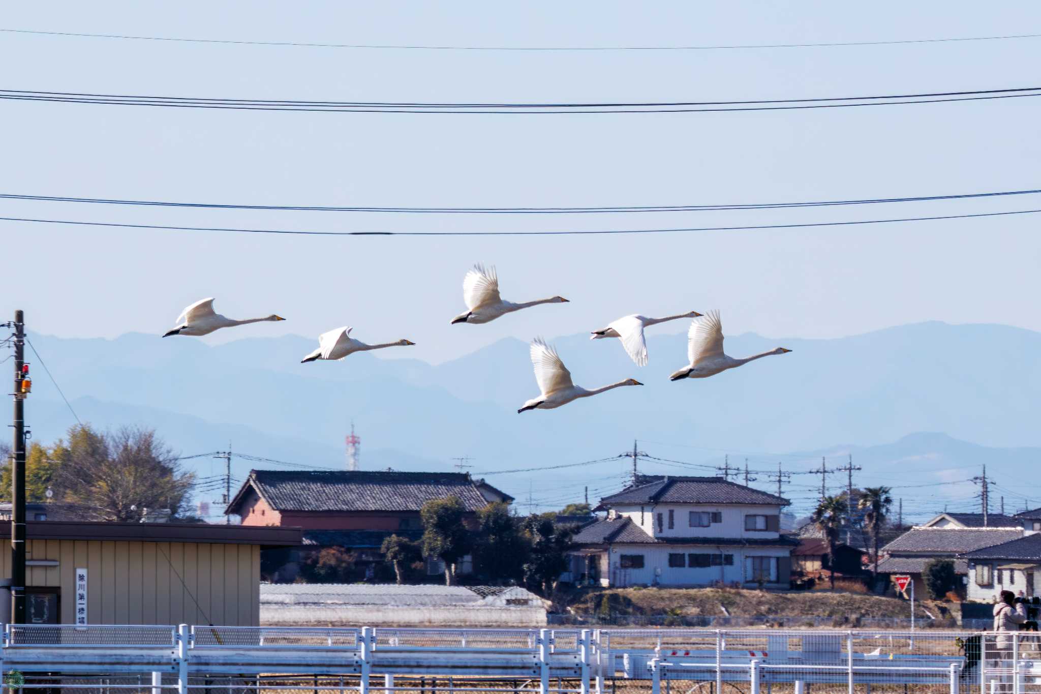 渡良瀬遊水地 オオハクチョウの写真 by d3_plus