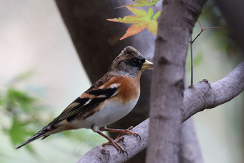 Brambling 東京都多摩地域 Mon, 11/26/2018