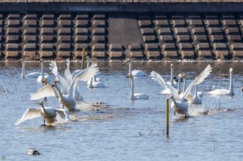 オオハクチョウ 渡良瀬遊水地 2024年2月3日(土)