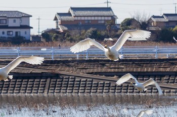 オオハクチョウ 渡良瀬遊水地 2024年2月3日(土)