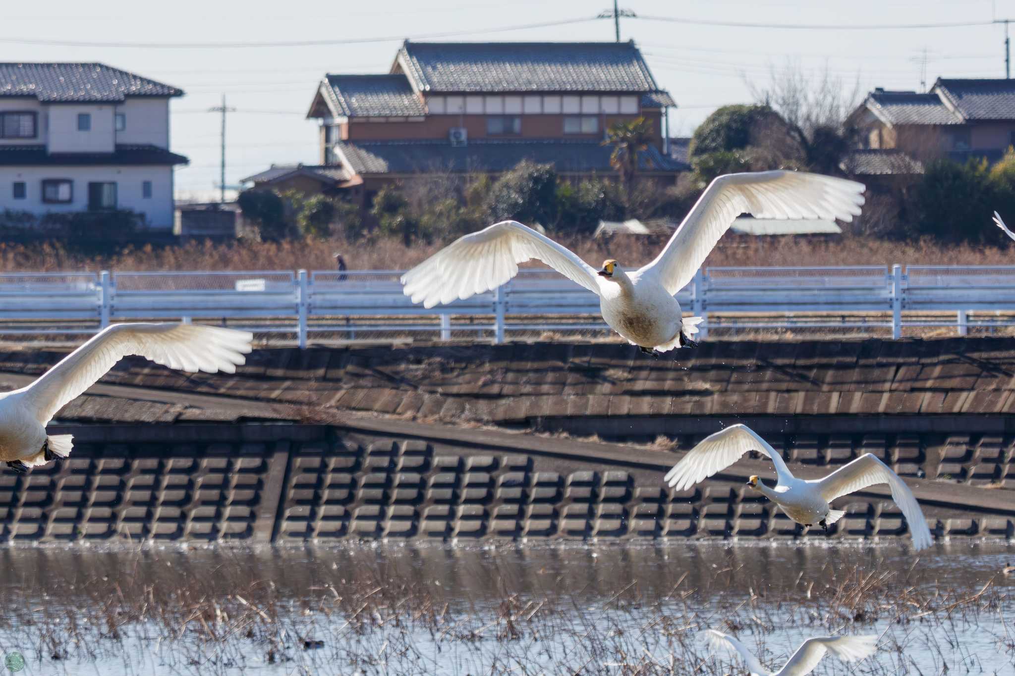 Whooper Swan