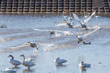 オオハクチョウ 渡良瀬遊水地 2024年2月3日(土)