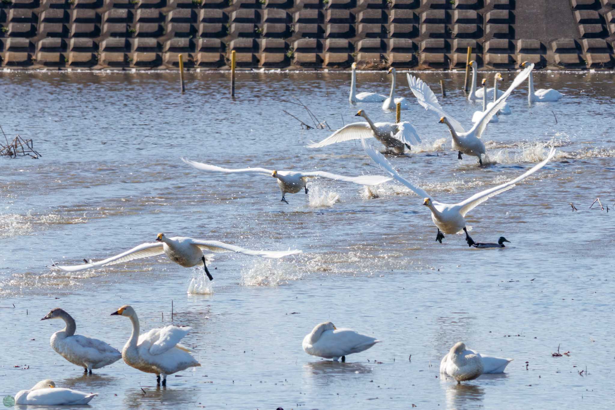 Whooper Swan