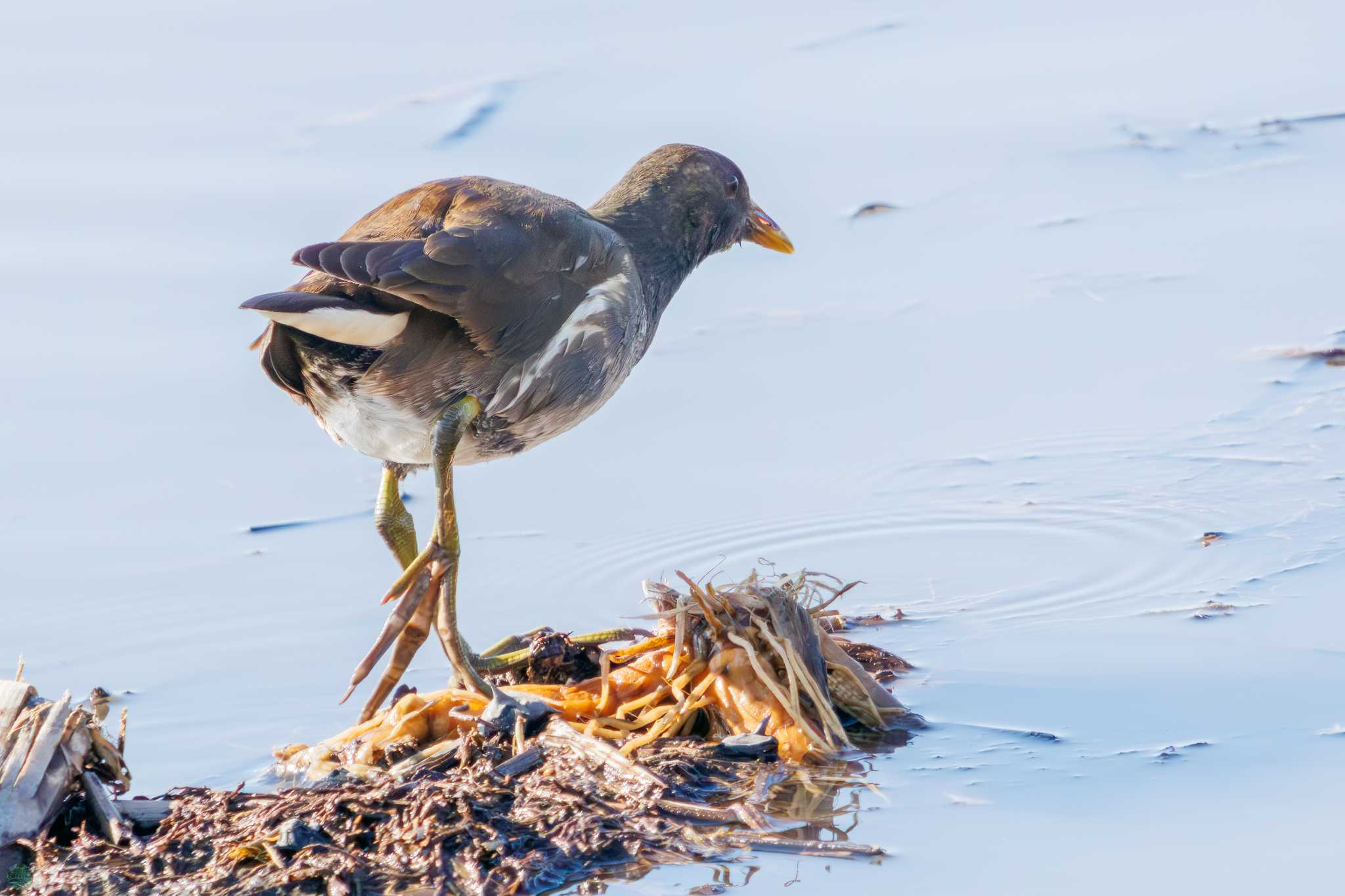 Common Moorhen