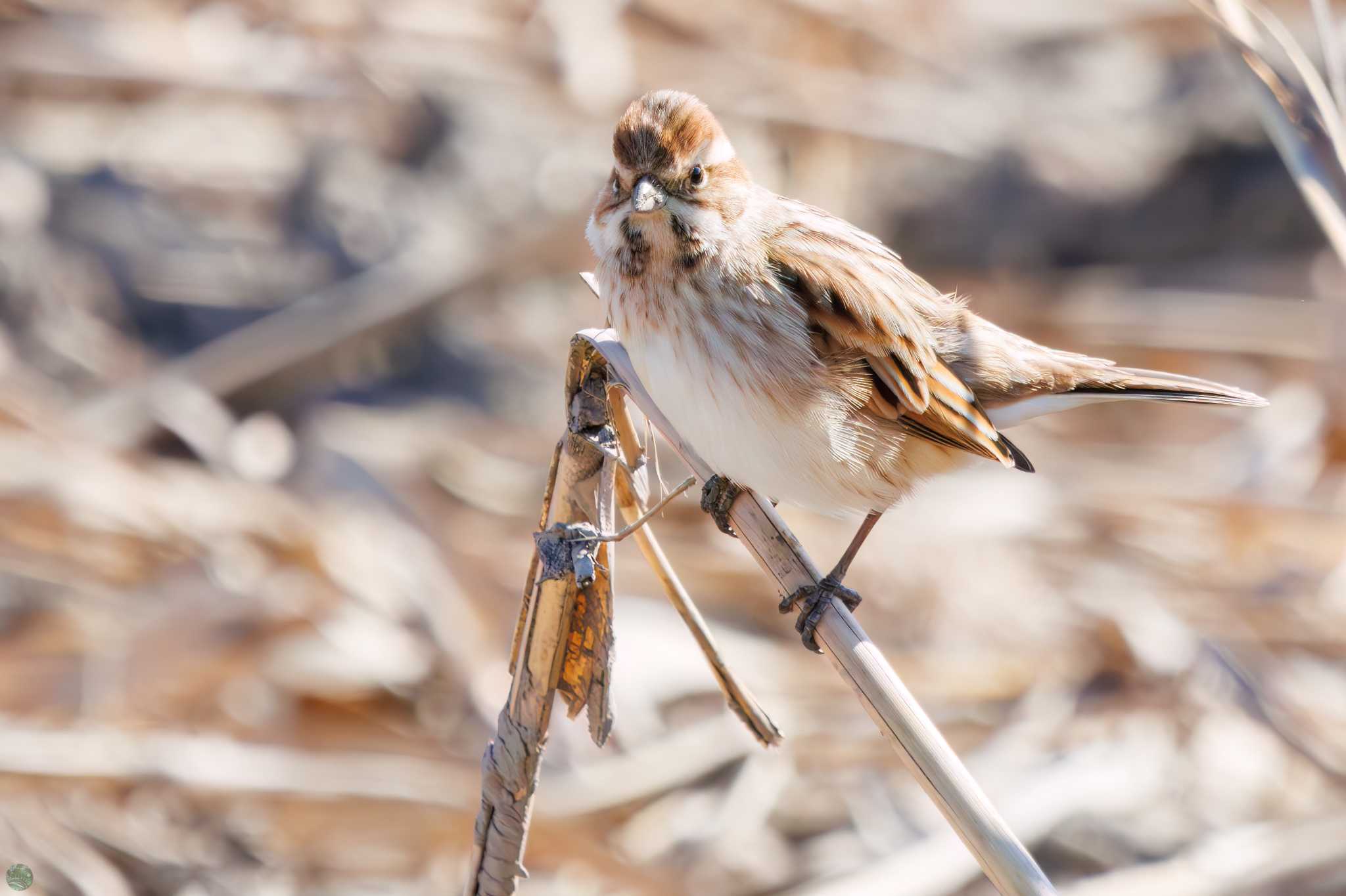 Photo of Common Reed Bunting at Watarase Yusuichi (Wetland) by d3_plus